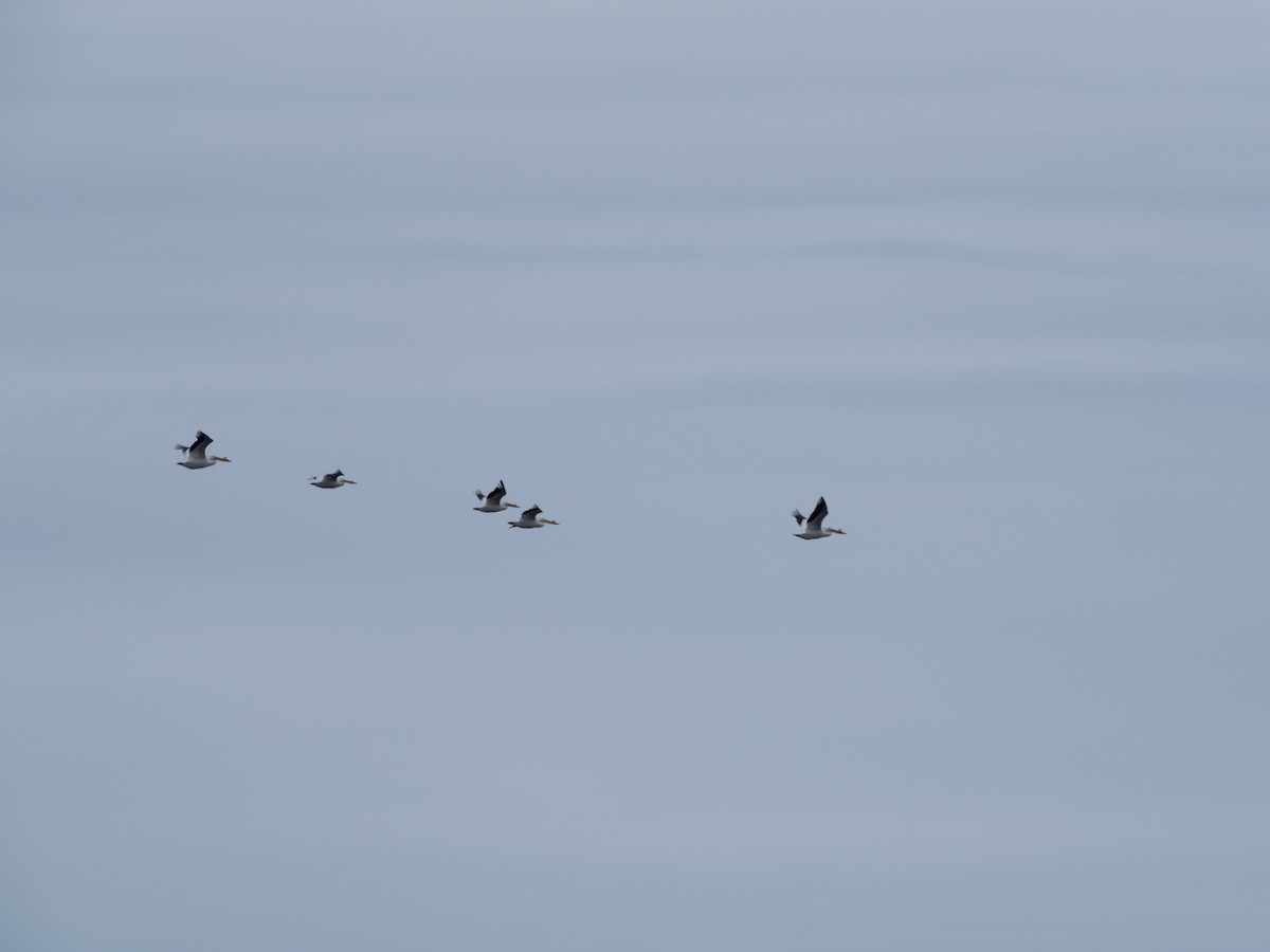 American White Pelican - ML56571651