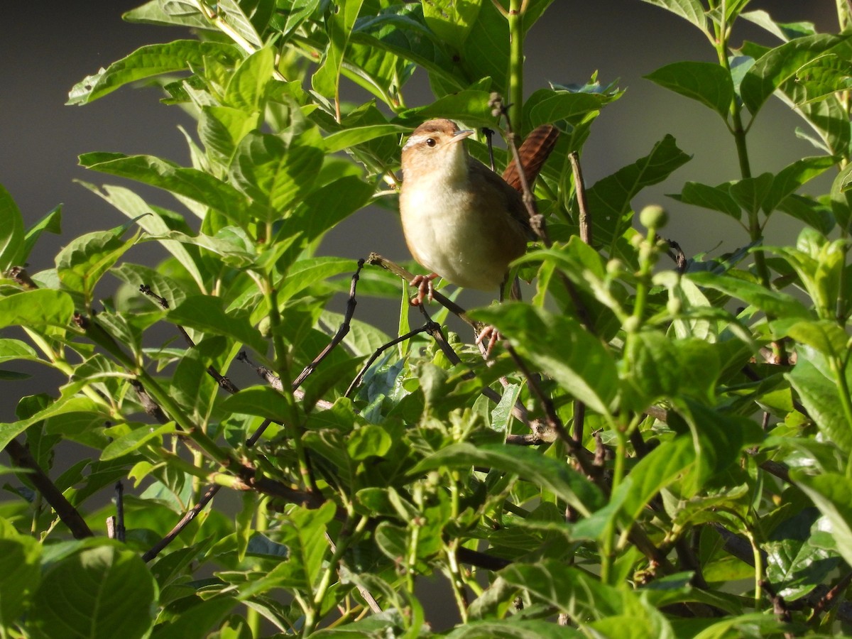 Marsh Wren - ML565716561