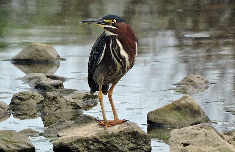 Green Heron - Renee Lubert
