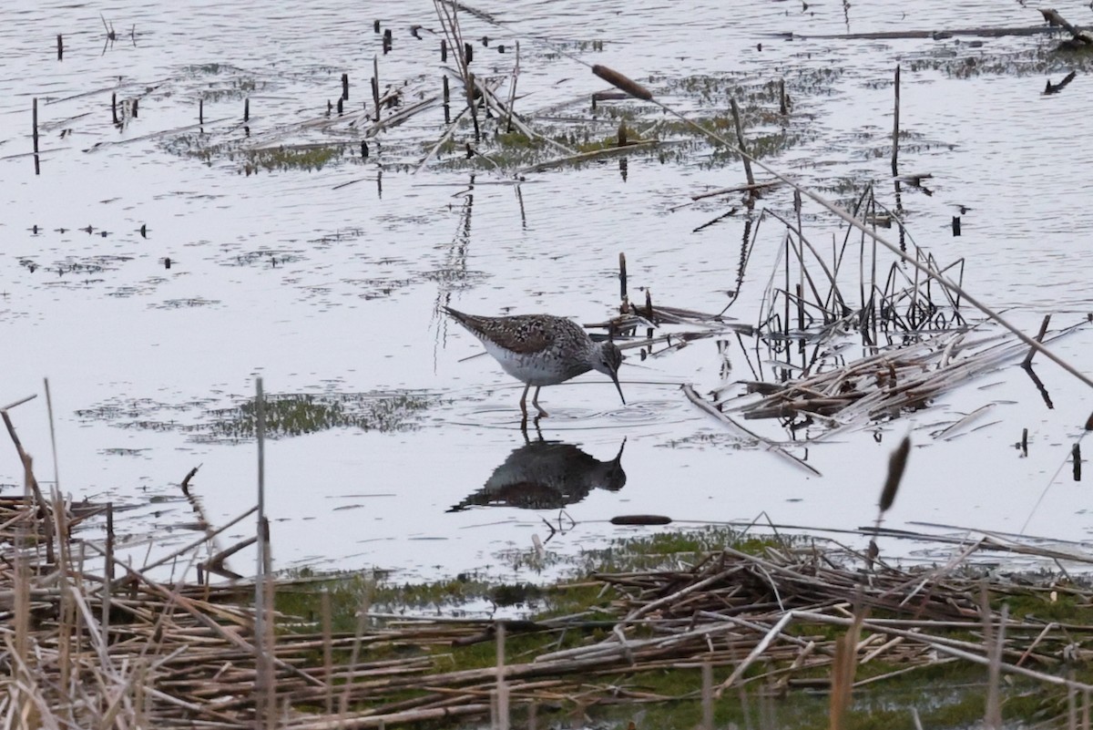 Greater Yellowlegs - Joe Luedtke