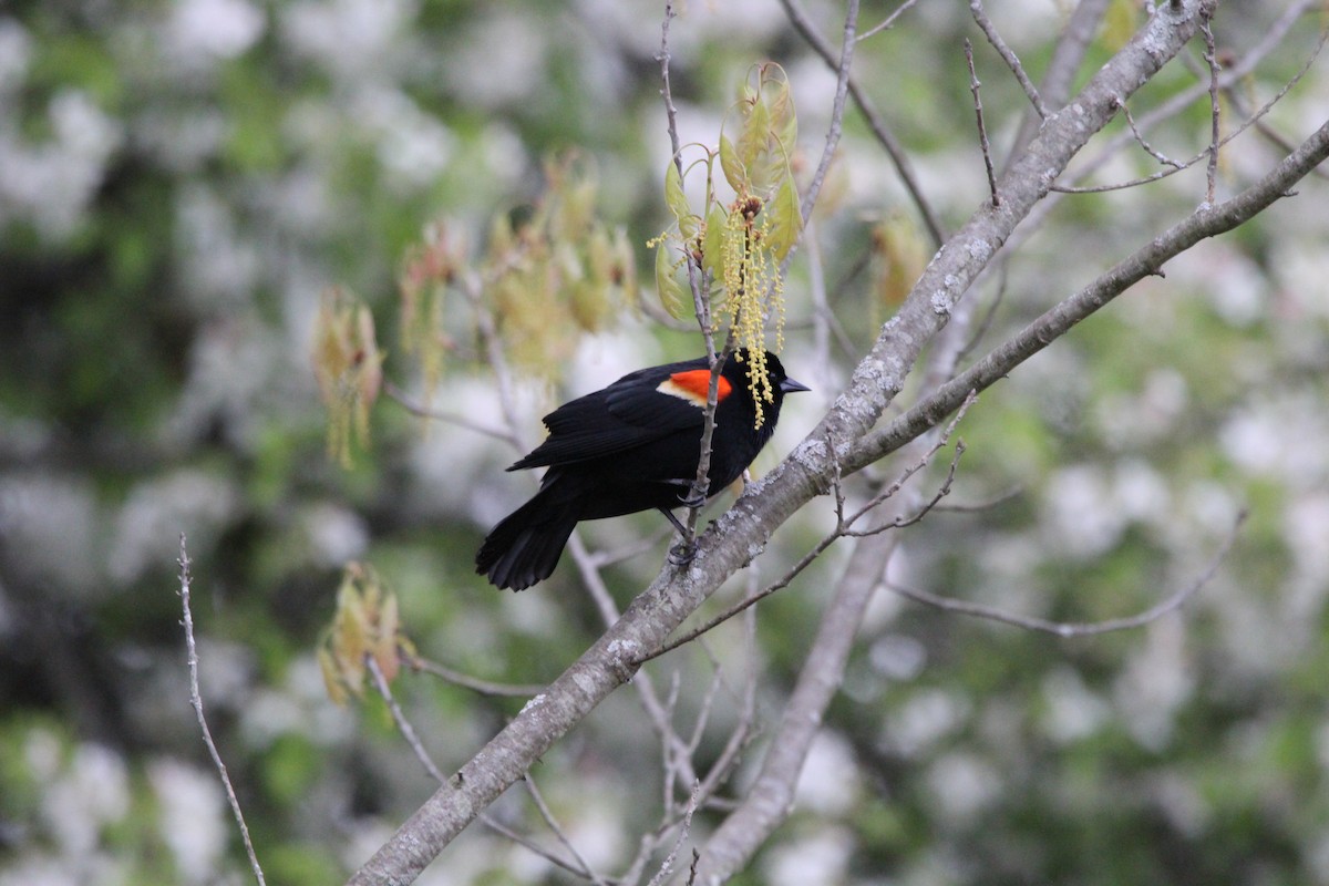 Red-winged Blackbird - Hunter Hammil