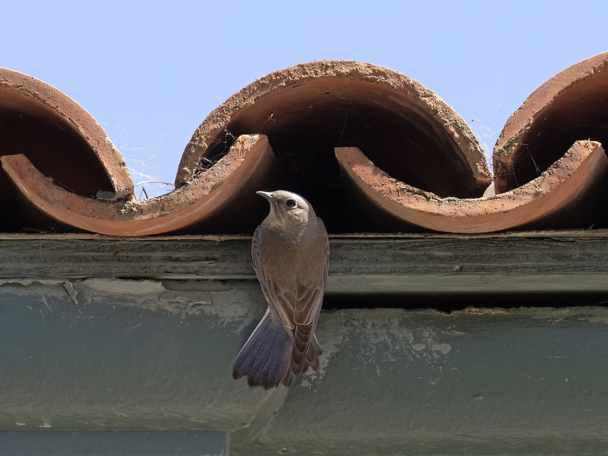 Western Bluebird - ML565719611