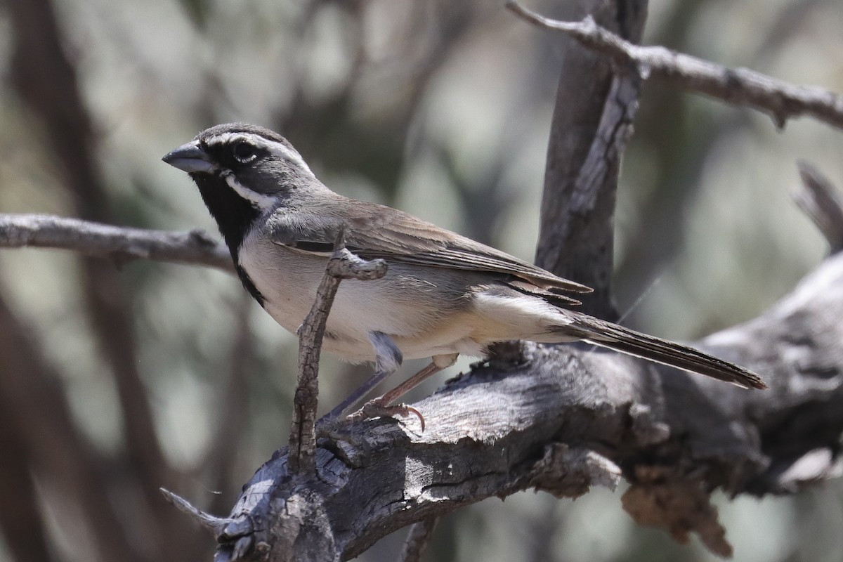 Black-throated Sparrow - Jim Anderton