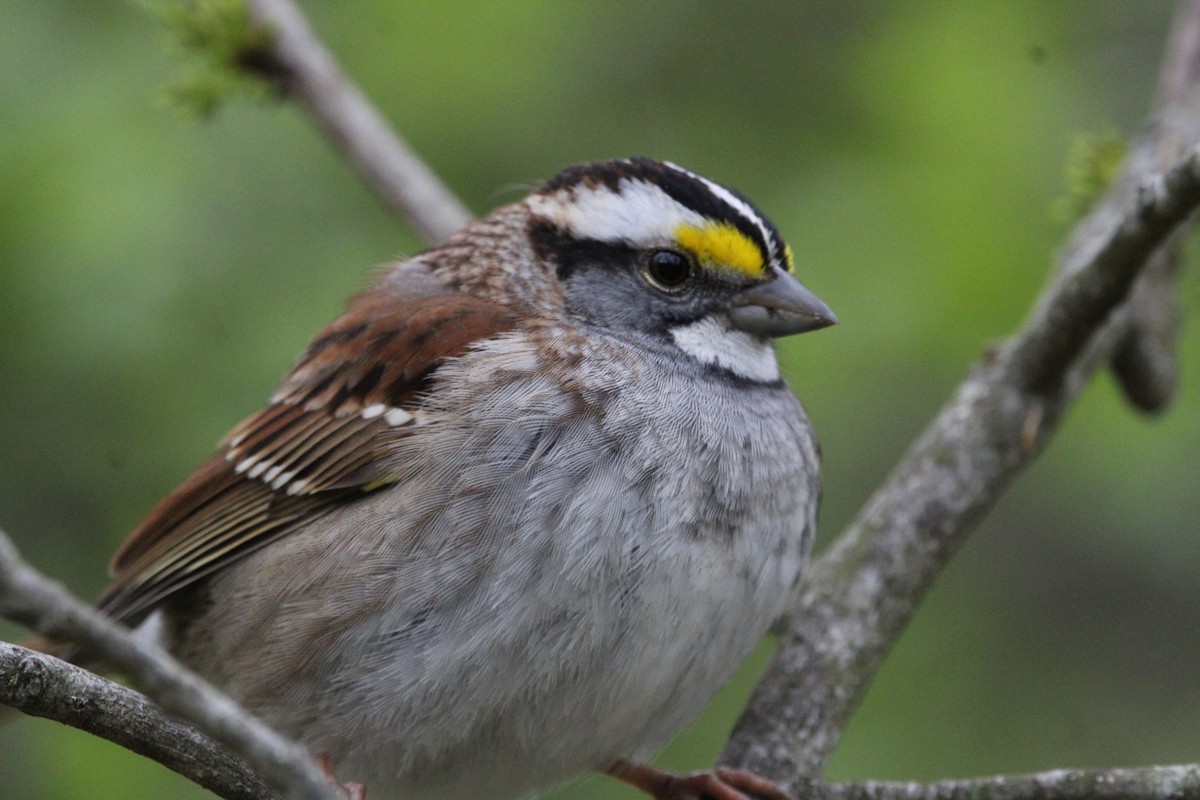 White-throated Sparrow - Hunter Hammil