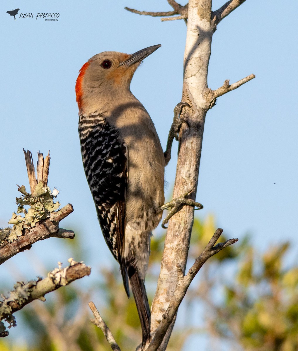 Red-bellied Woodpecker - Susan Petracco