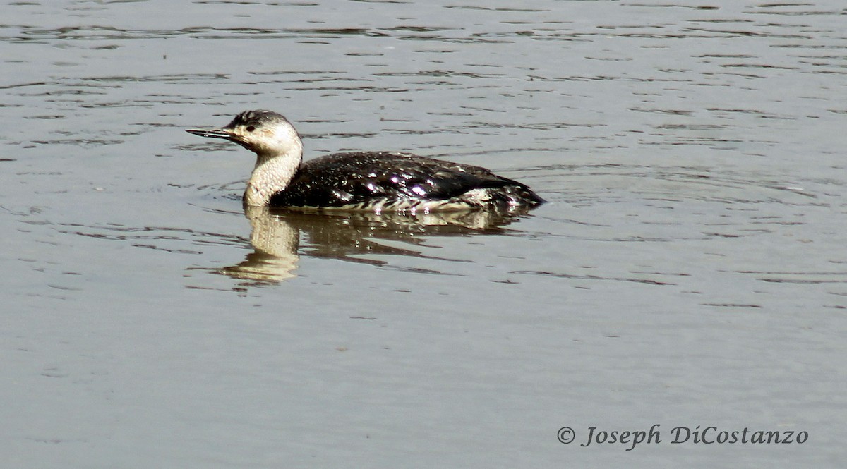 Red-throated Loon - ML56572101