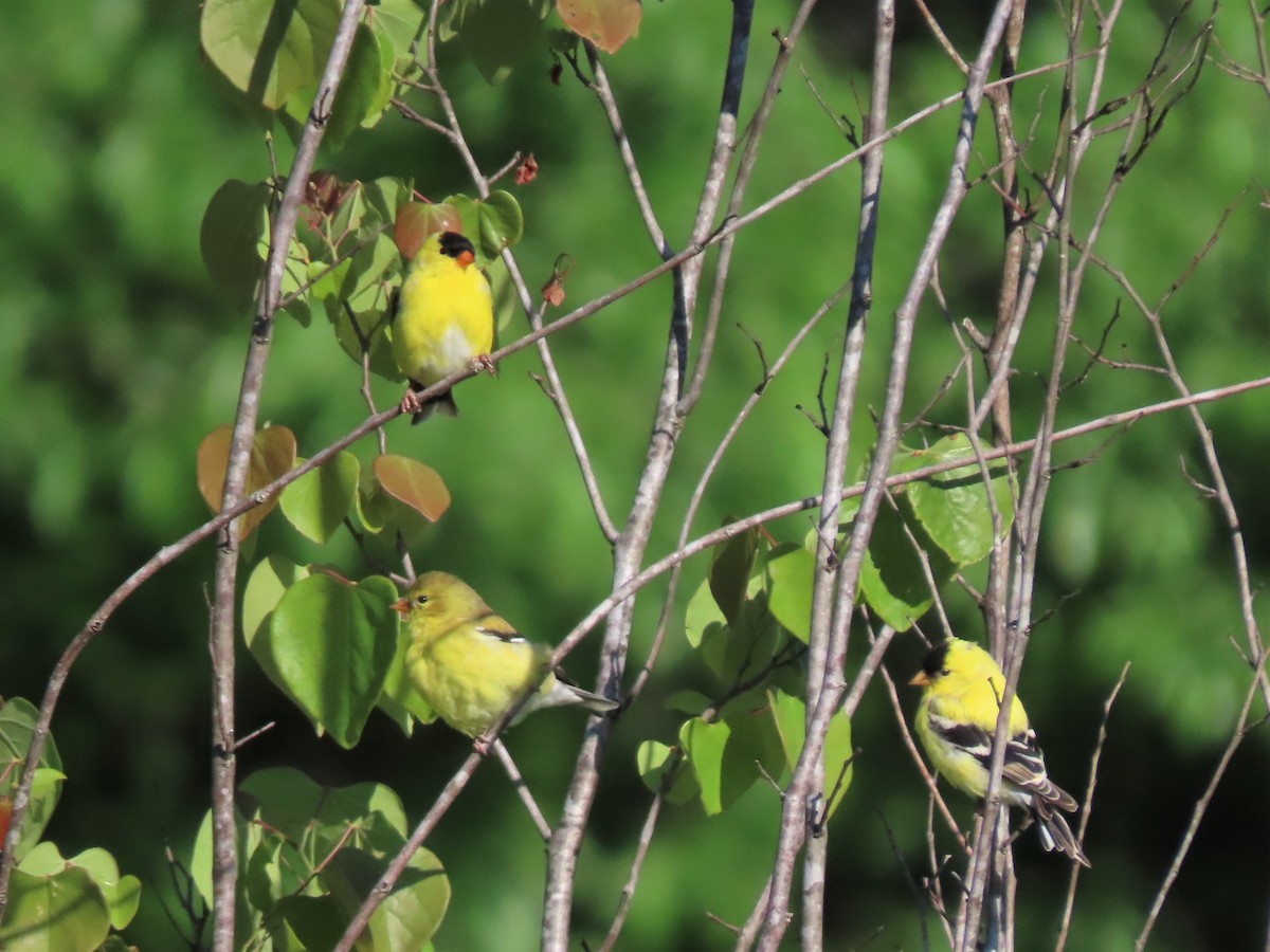 American Goldfinch - ML565722161