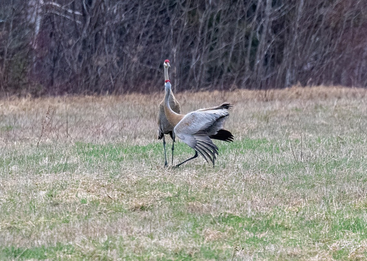 Sandhill Crane - Yannick Fleury