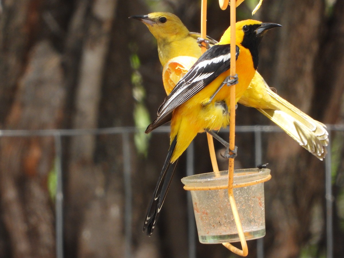 Hooded Oriole - ML565723411