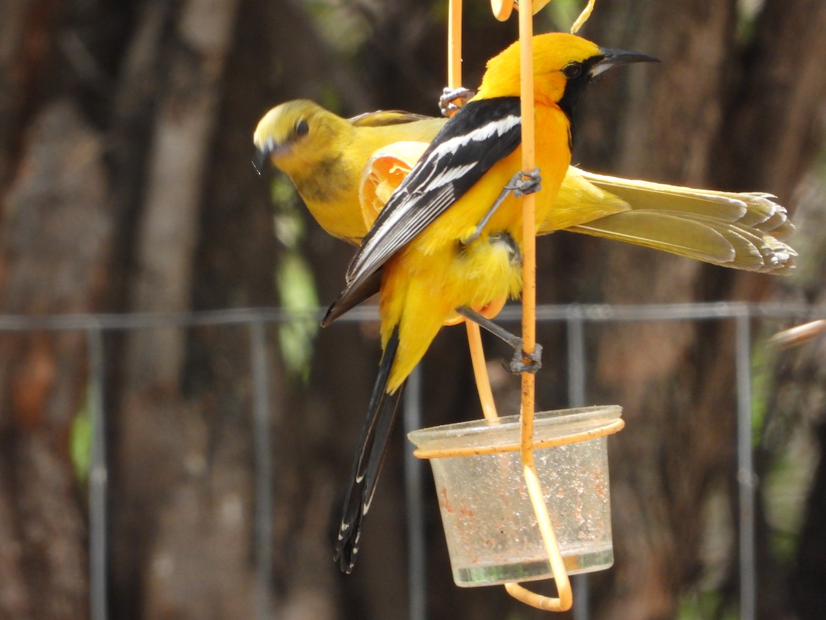 Hooded Oriole - ML565723441