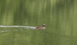 White-tufted Grebe - ML565723761