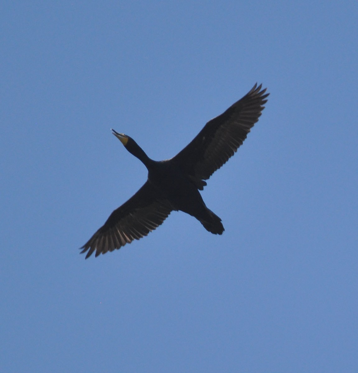 Double-crested Cormorant - ML565724061