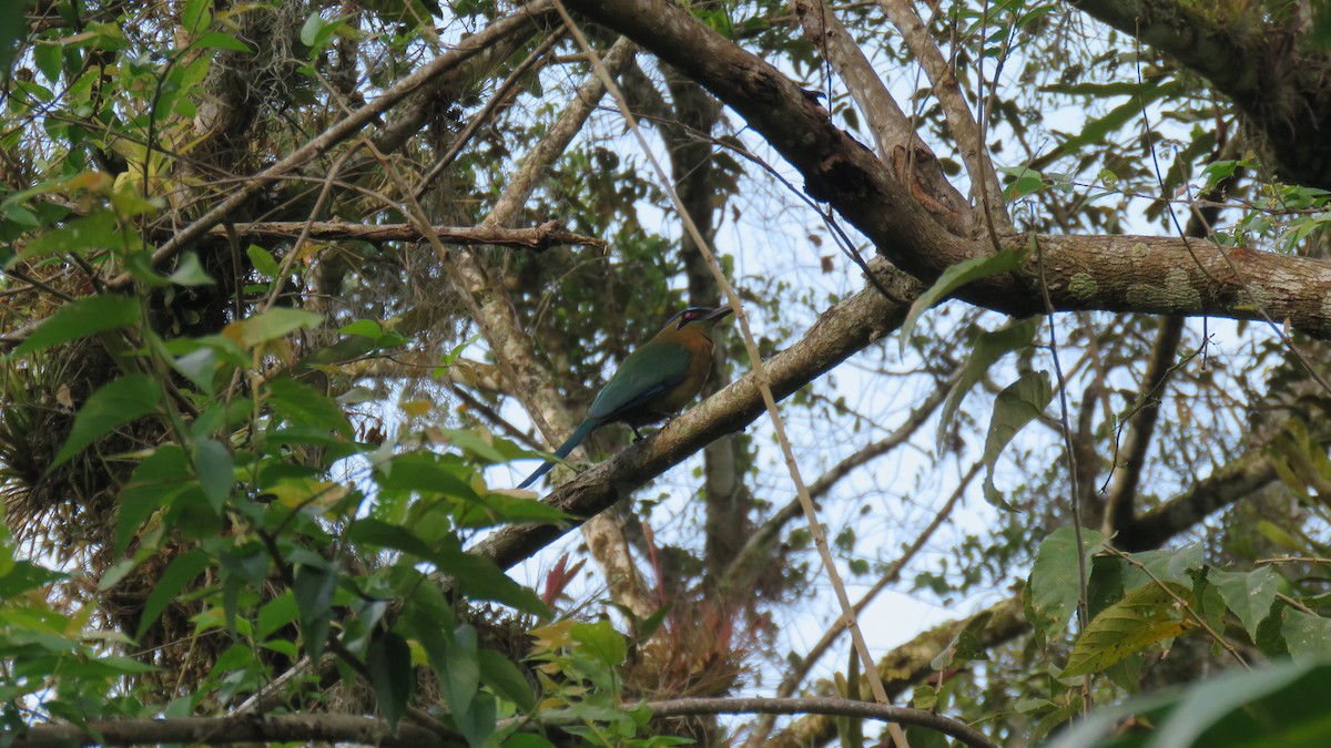 diademmotmot - ML565724961