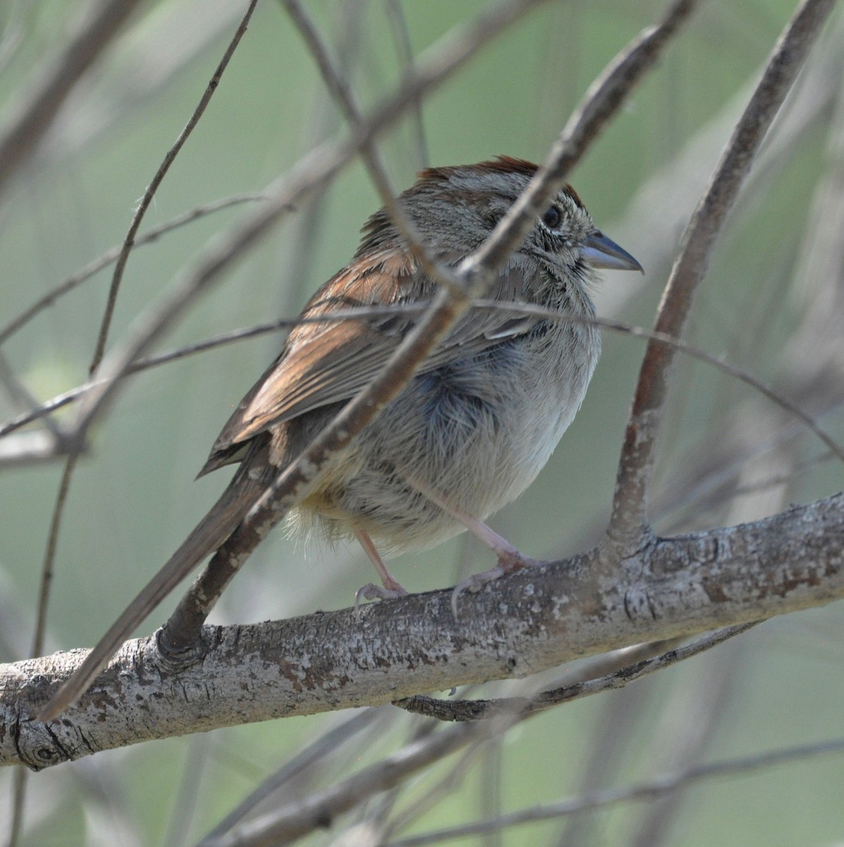 Rufous-crowned Sparrow - ML565725041