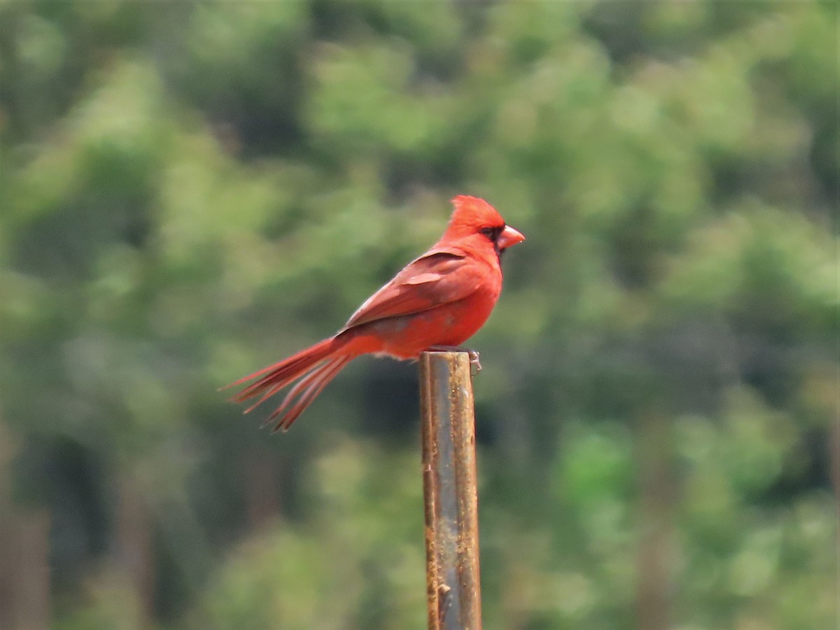 Northern Cardinal - ML565725091