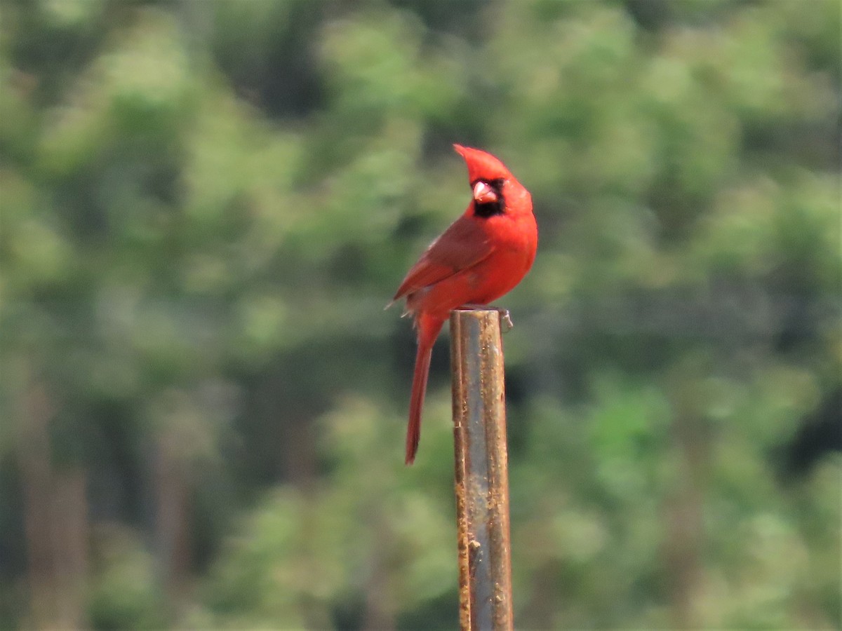 Northern Cardinal - ML565725111