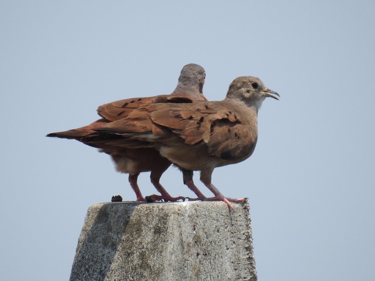 Ruddy Ground Dove - ML565725171