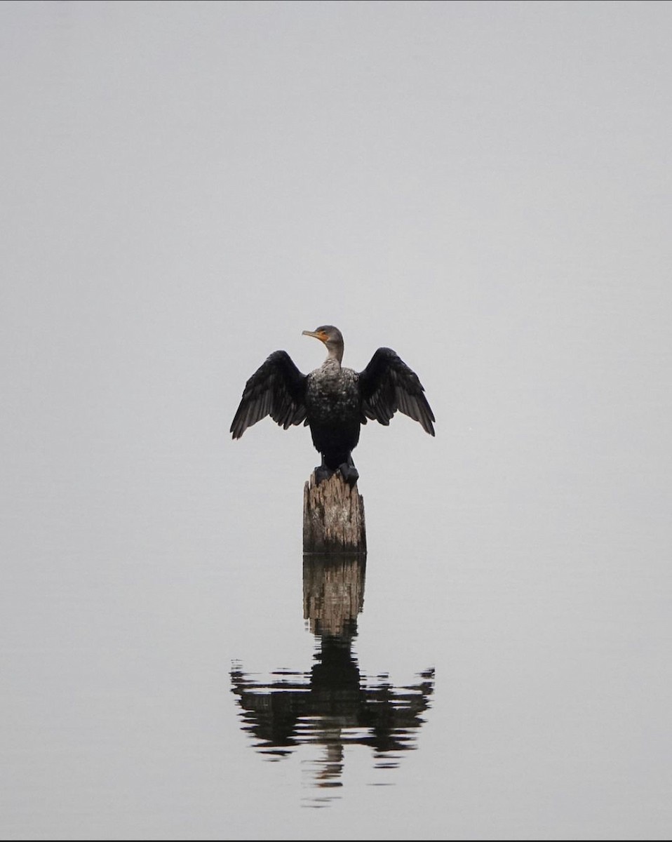 Double-crested Cormorant - ML565725711