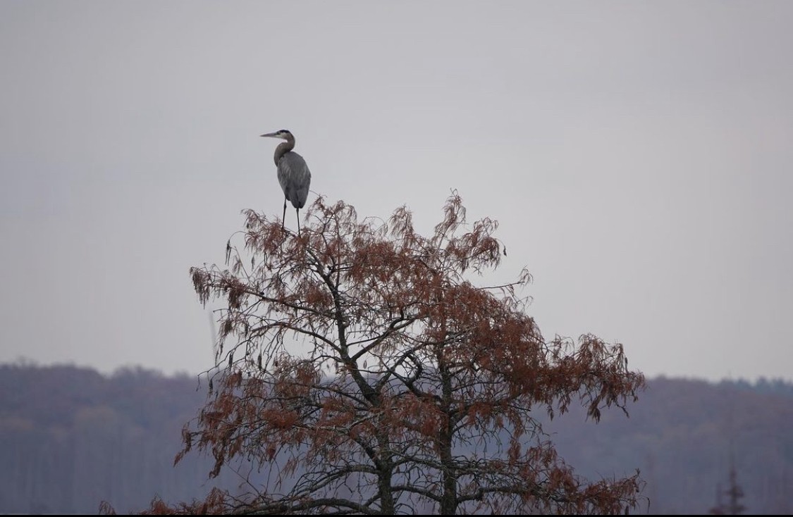 Great Blue Heron - ML565726821