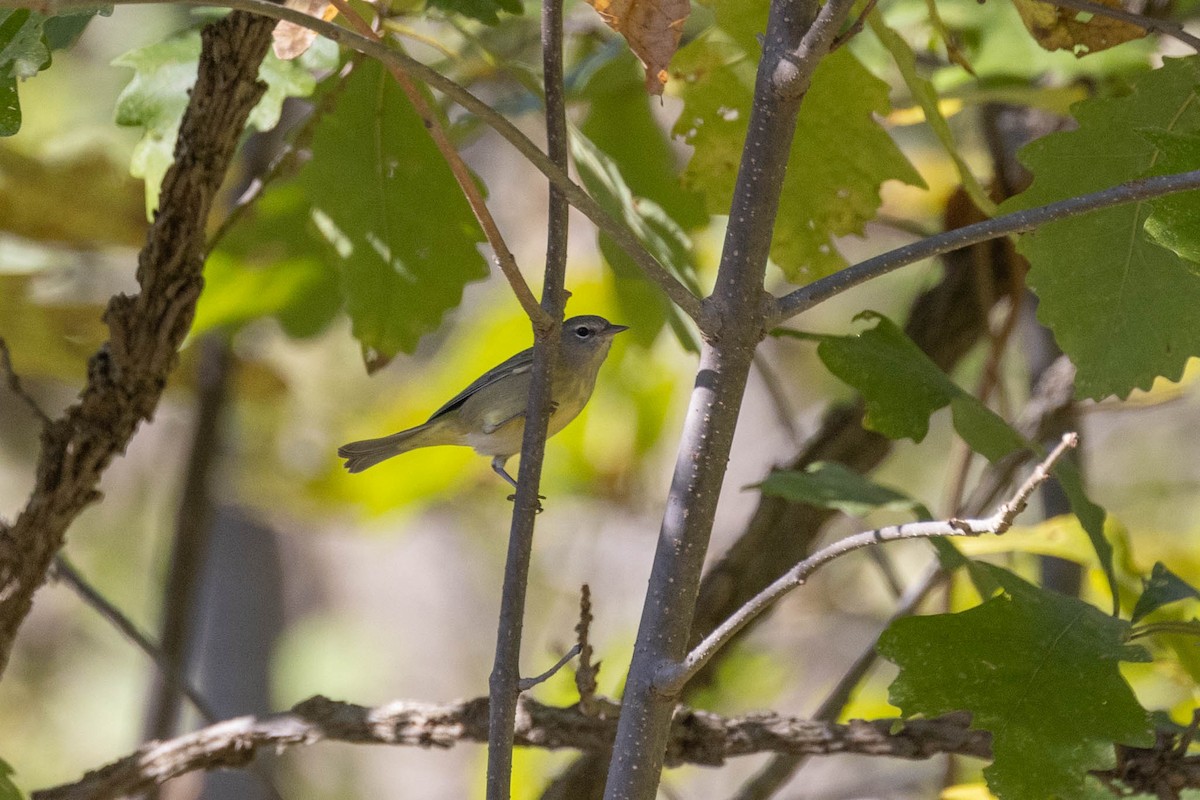 Orange-crowned Warbler - ML565727801