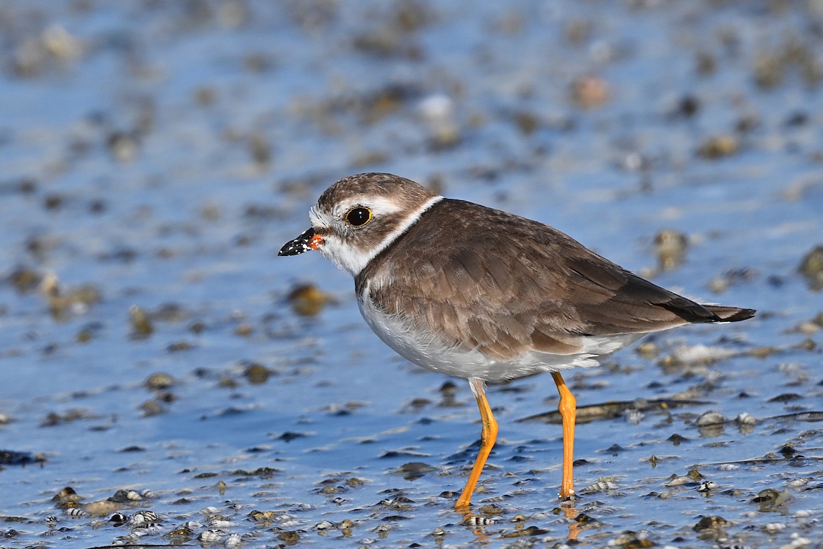 Semipalmated Plover - André Lanouette