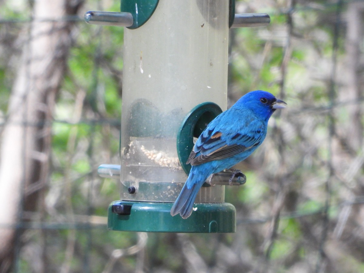 Indigo Bunting - ML565729501