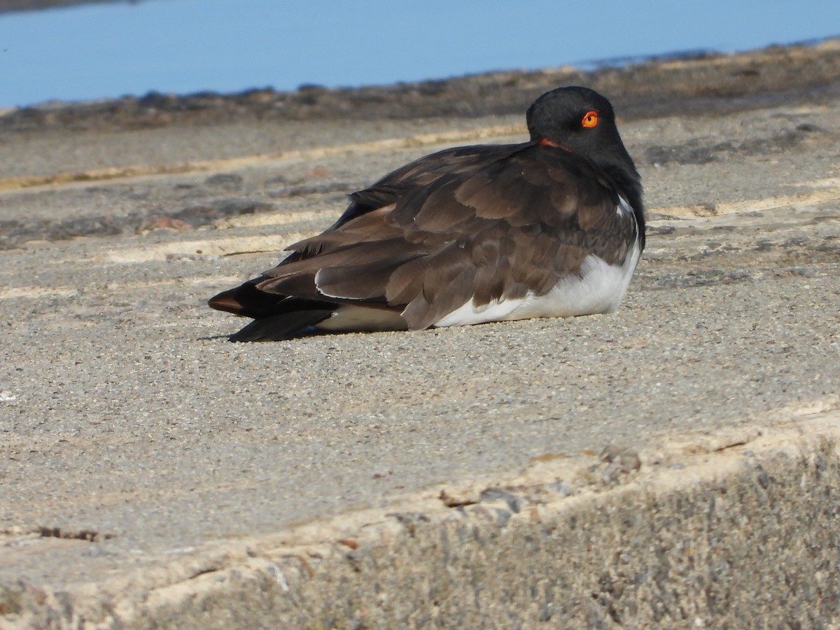 American Oystercatcher - ML565730181