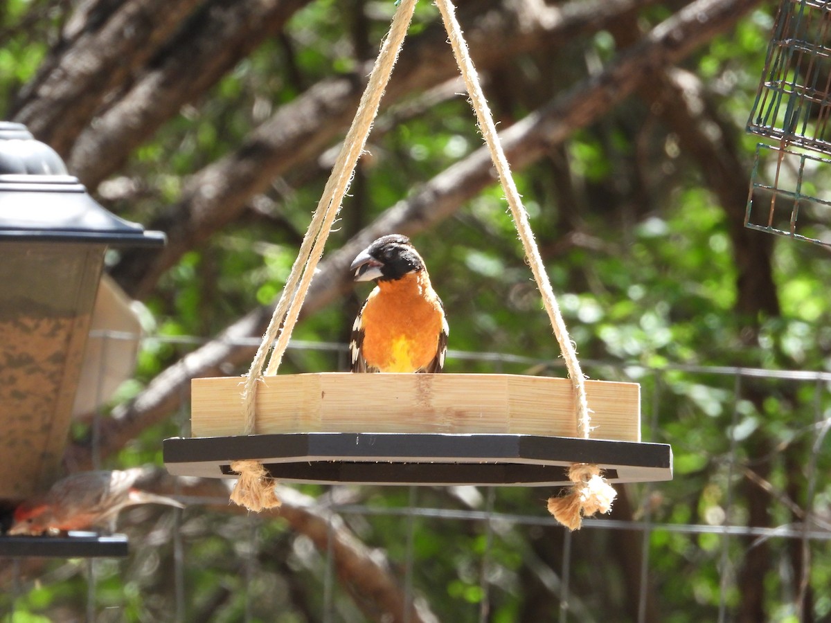 Black-headed Grosbeak - ML565730511