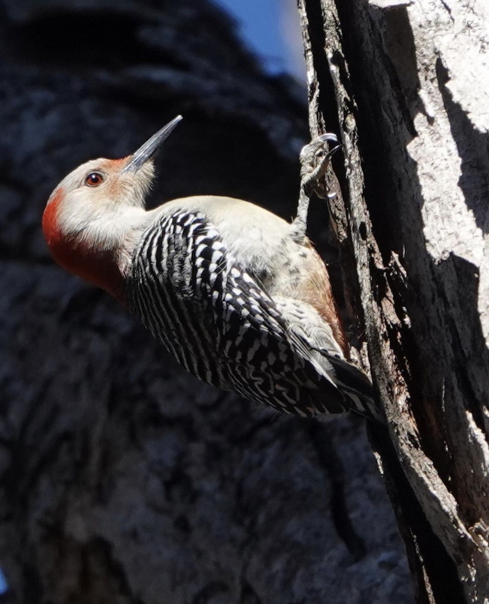 Red-bellied Woodpecker - ML565732071