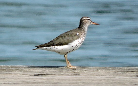 Spotted Sandpiper - ML56573471