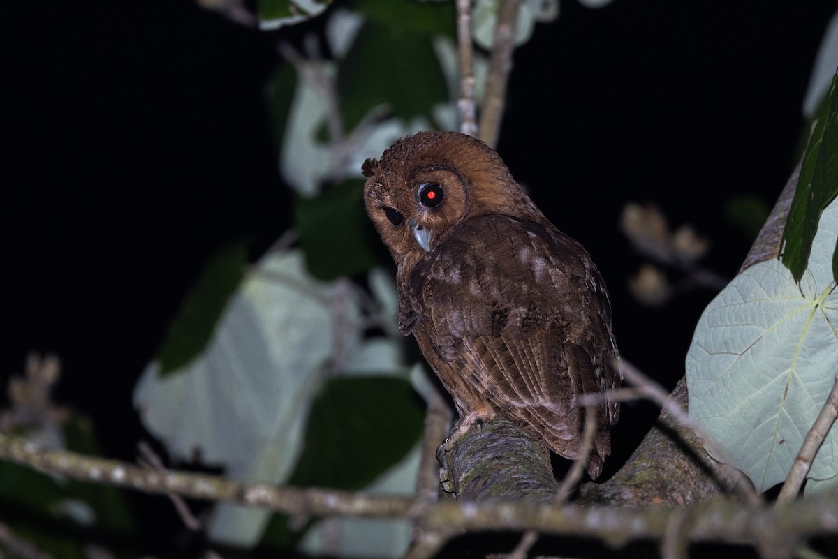 Jamaican Owl - ML565734831