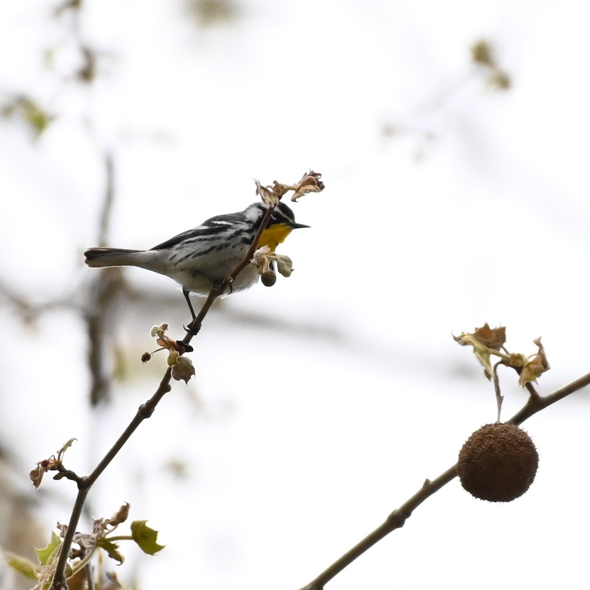 Goldkehl-Waldsänger - ML565734881