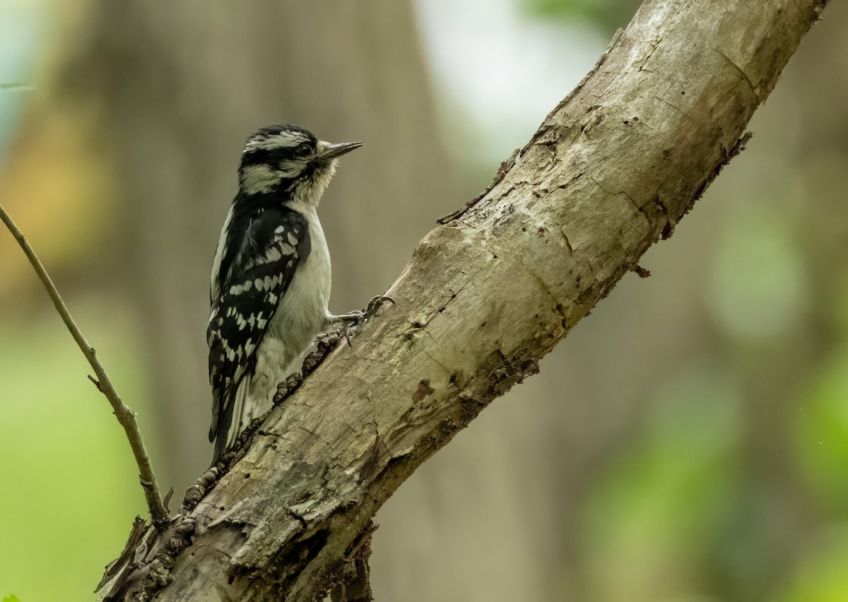 Downy Woodpecker - ML565735201