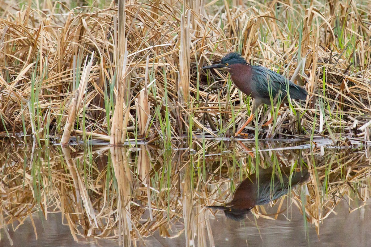 Green Heron - ML56573581