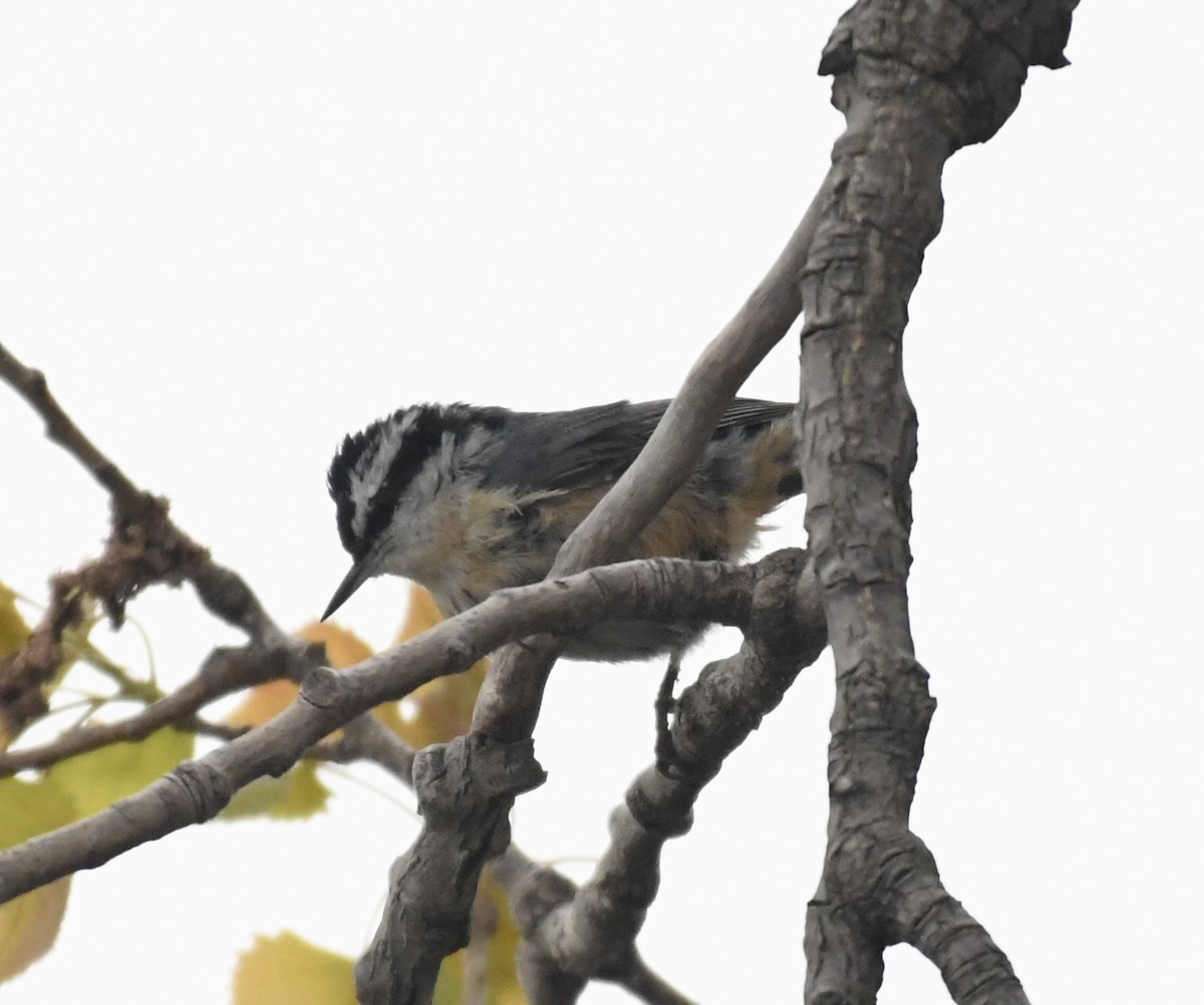 Red-breasted Nuthatch - Suzanne Zuckerman