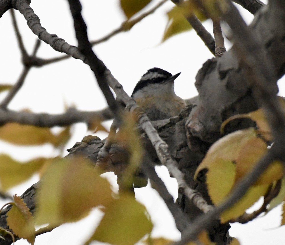 Red-breasted Nuthatch - ML565736011