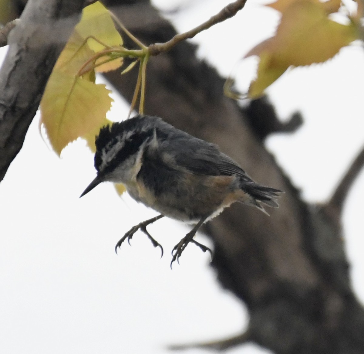 Red-breasted Nuthatch - ML565736021