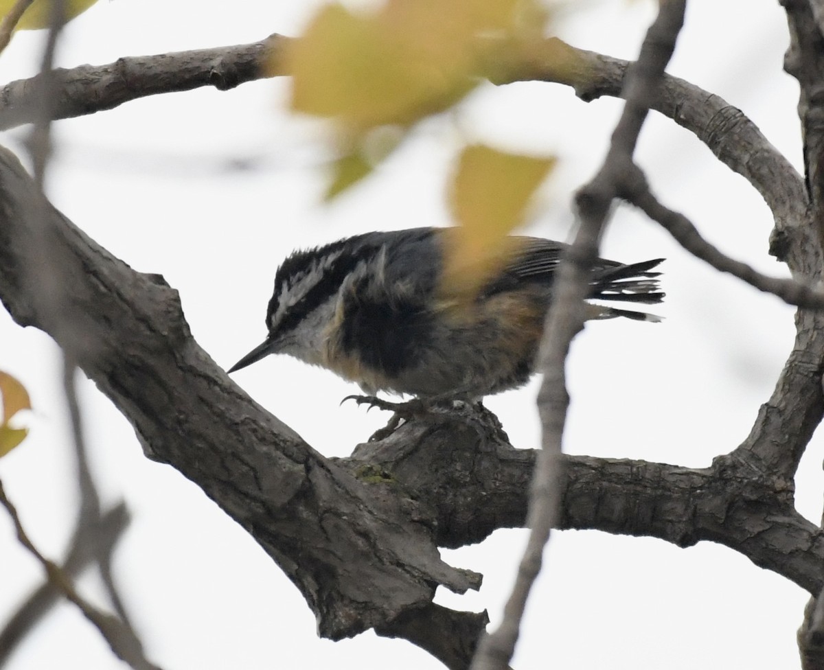 Red-breasted Nuthatch - ML565736041