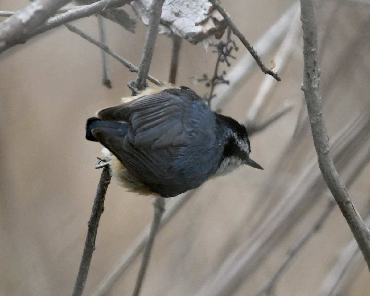 Red-breasted Nuthatch - ML565736061