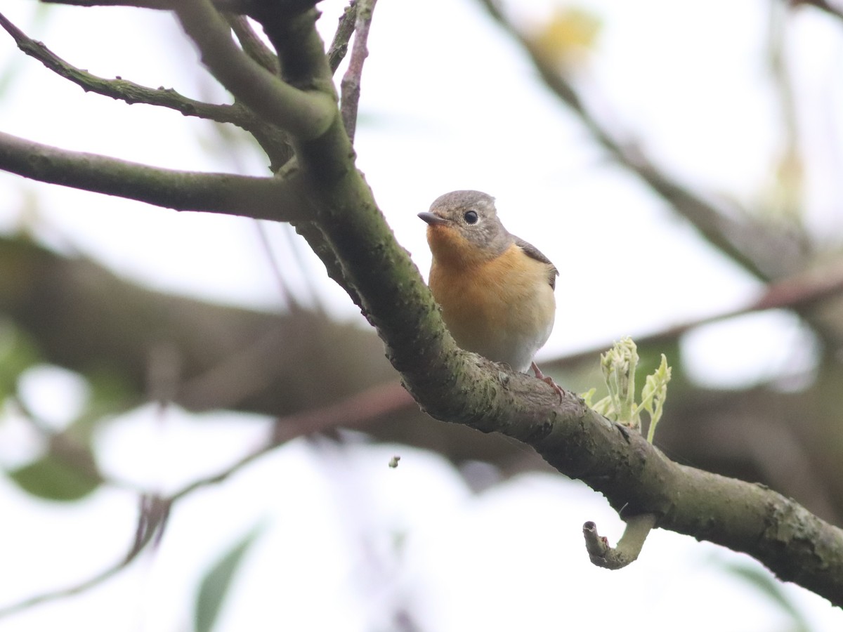 Mugimaki Flycatcher - ML565736121