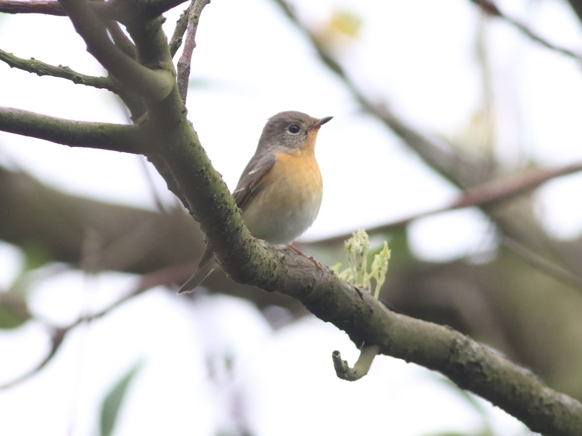 Mugimaki Flycatcher - ML565736141