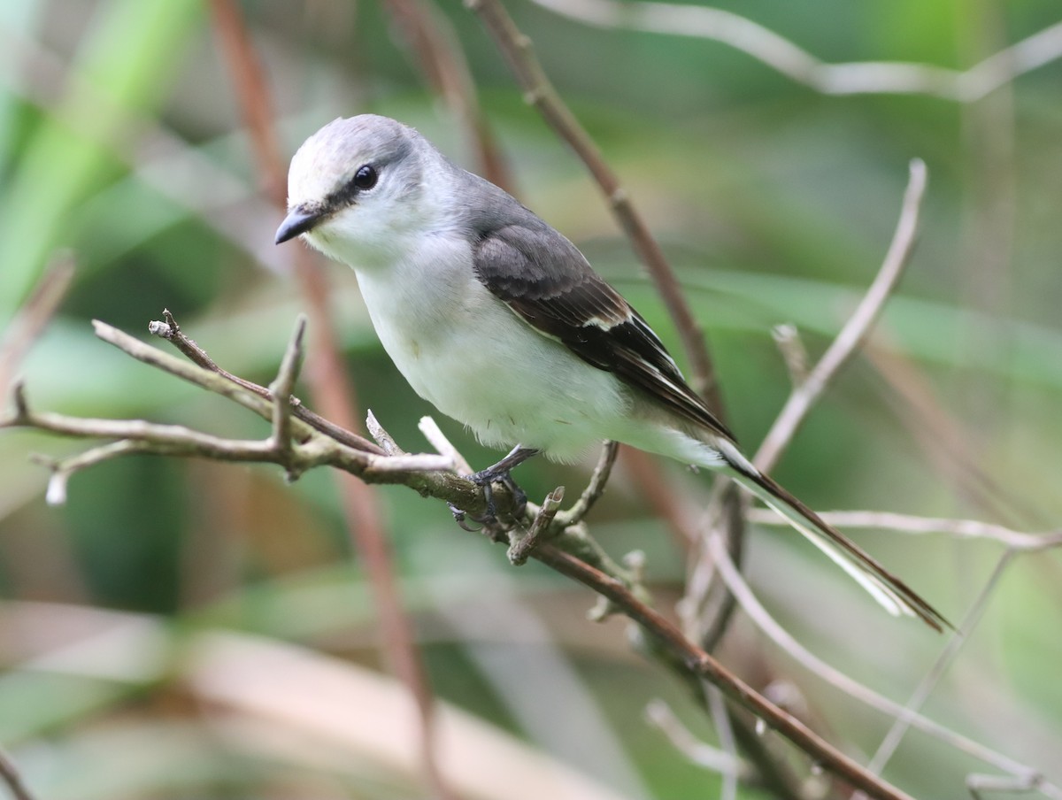 Brown-rumped Minivet - ML565736241