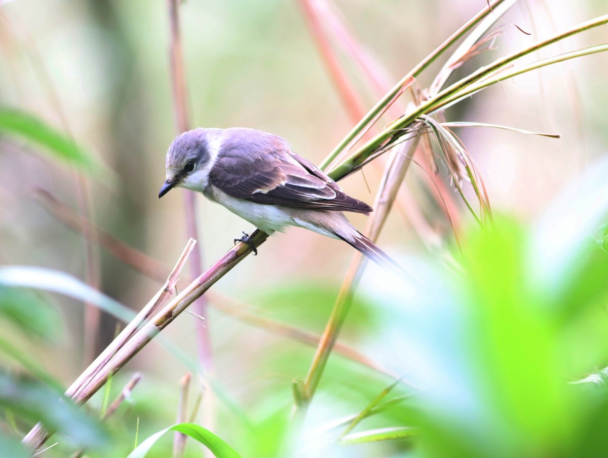 Brown-rumped Minivet - ML565736291