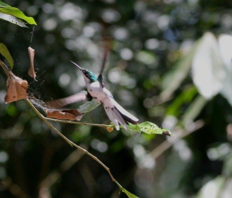 kolibřík purpurovohlavý - ML565736541
