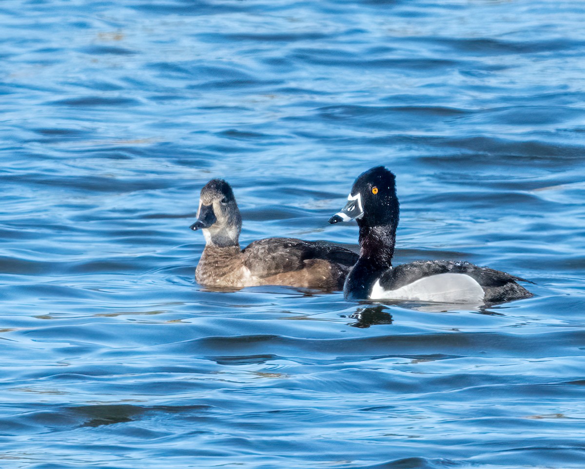 Ring-necked Duck - ML565738981