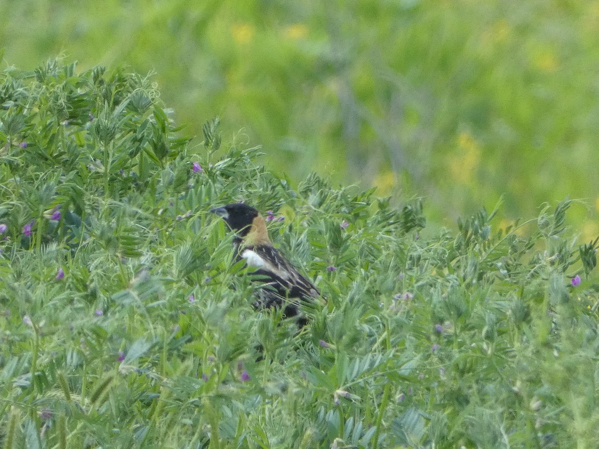 bobolink americký - ML565739871