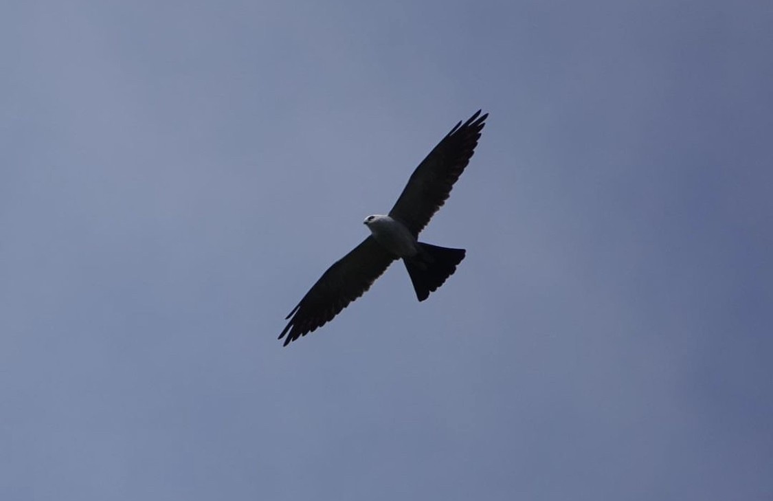 Mississippi Kite - ML565740101