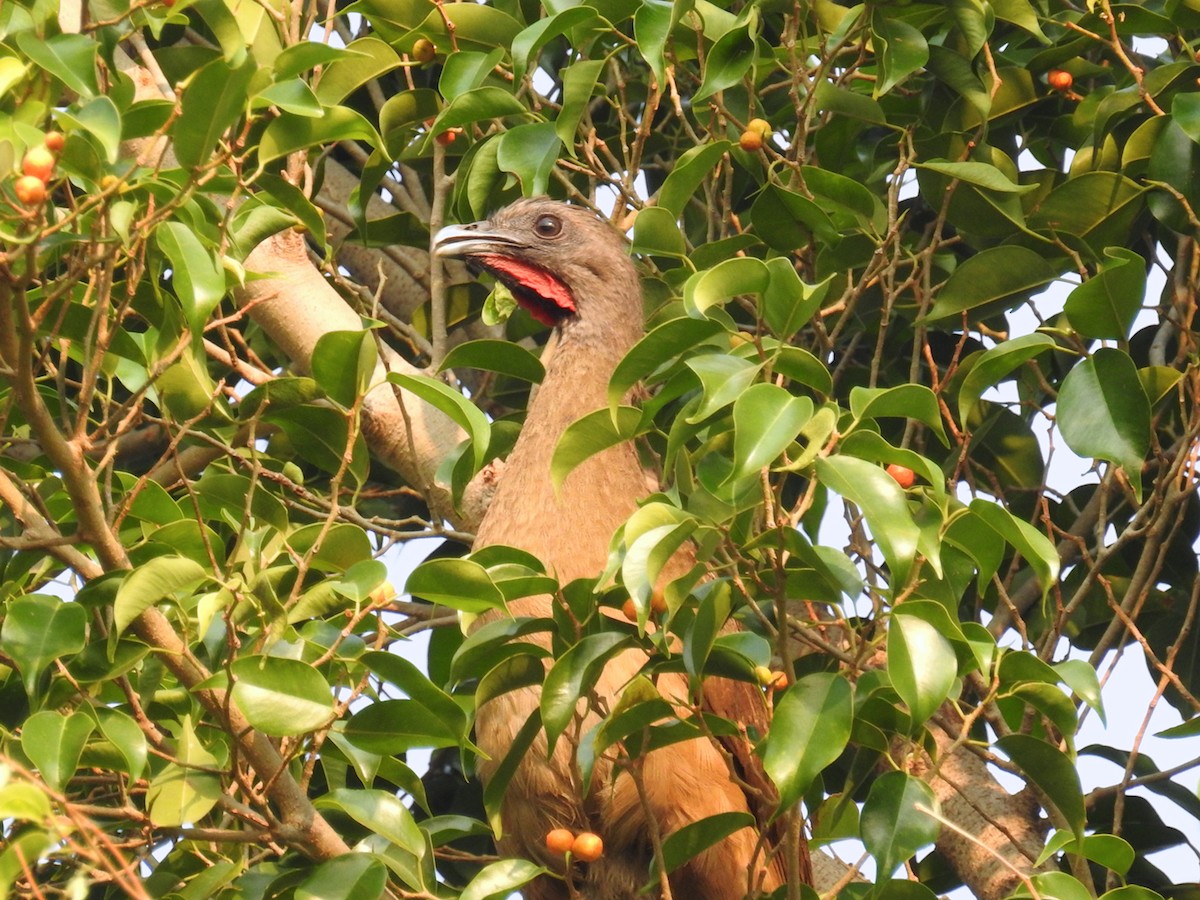 Plain Chachalaca - ML565740191