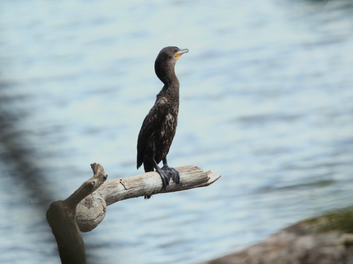 Neotropic Cormorant - ML565741001