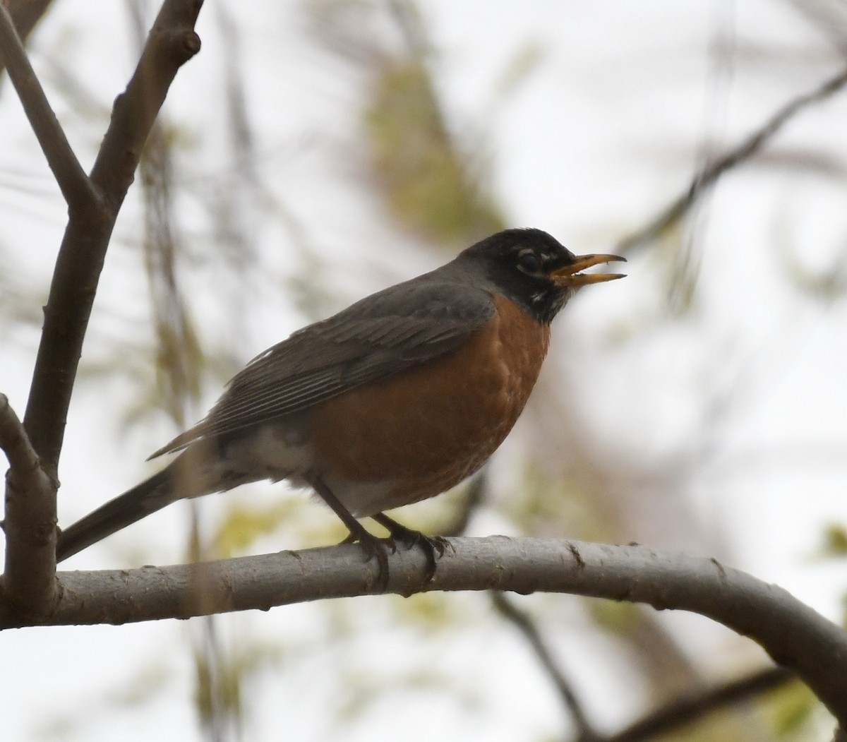 American Robin - ML565741411